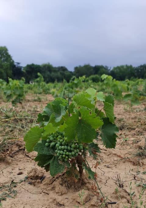 Domaine Villecarla Villedubert Bagian luar foto